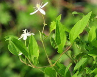 flowering plants of Clematis mandshurica Rupr with whitish flowers