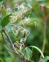 flowering plants of Clematis meyeniana Walp. with many small whitish flowers