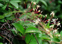 flowering plants of Clematis meyeniana Walp with many small white flowers and reddish stalks