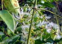 flowering plant of Clematis uncinata Champ.ex Benth. with whitish flowers