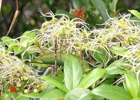 flowering plants of Clematis uncinata Champ.ex Benth with many yellowish flowers