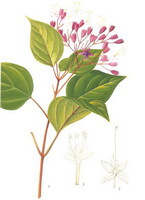 un dessin coloré de Clerodendrum trichotomum Thunb. tige et feuilles, petites fleurs rouges