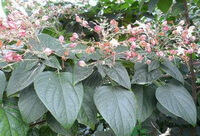 plante fleurie de Clerodendrum trichotomum Thunb. poussant dans un champ avec des fleurs