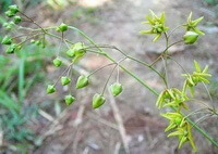 Plante à fleurs de Cynanchum paniculatum Bge.Kitag. avec de petits boutons floraux verts et des fleurs jaunâtres.