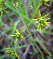 plante fleurie de Cynanchum paniculatum Bge.Kitag. avec de nombreuses fleurs jaunes verdâtres