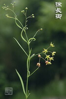 une plante à fleurs de Cynanchum paniculatum Bge.Kitag.