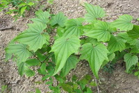 plants of Dioscorea nipponica Makino grow in field