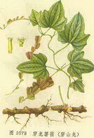a colorful drawing of Dioscorea nipponica Makino,rhizome,stem and leaves