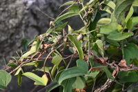 plants of Dioscorea nipponica Makino grow in field with many leaves and stems