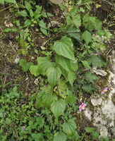 plants of Dioscorea nipponica Makino subsp.rosthornii Prain et Burkill C.T.Ting. crawling on the ground