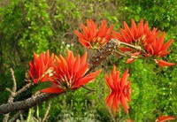 many red flowers of Erythrina arborescens Roxb grow on branches