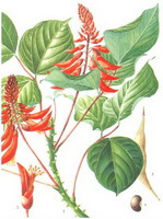 a colorful drawing of Erythrina arborescens Roxb,green leaves,stems and red flower spikes,pod and seed