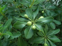 leaves and unmature fruits of Erythrina variegata L.var.orientalis L.Merr.