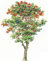 a colorful drawing of Erythrina variegata L.var.orientalis L.Merr.,tree with many green leaves and red flowers