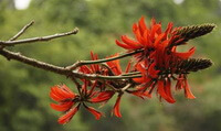 red flowers of Erythrina variegata L.var.orientalis L.Merr. growing on branches