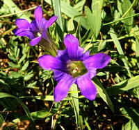 blomstrende planter af Gentiana dahurica Fisch med to lilla blomster vokser i græs