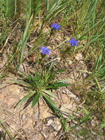 Planter af Gentiana macrophylla Pall vokser på marken med flere små blå blomster