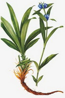 en farverig tegning af Gentiana macrophylla Pall,rod,stængel og blade,blå blomster