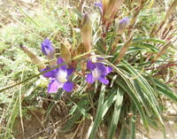 planter af Gentiana macrophylla Pall med lilla blomster vokser i en klynge