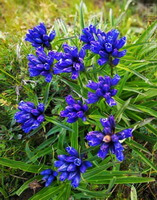 Blomstrende plante af Gentiana macrophylla Pall med mange blå blomster.