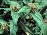 planter af Gentiana straminea Maxim. med små blomster og grønne blade