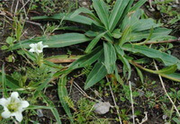 planter af Gentiana straminea Maxim med to små hvide blomster