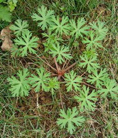 a small shrub of Geranium carolinianum L grow in field