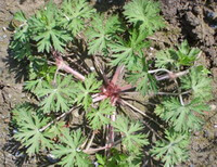 a shrub of Geranium carolinianum L grow in field with small green leaves