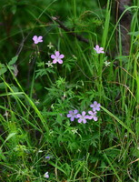 flowering plants of Geranium dahuricum DC grow in field with many pink flowers