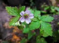 a flowering plant of Geranium nepalense Sweet. with one small flower and green leaves