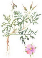 a colorful drawing of Geranium wilfordii Maxim,root and stems,leaves and a small pink flower