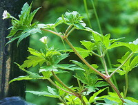 flowering plant of Geranium wilfordii Maxim with many green leaves and two small flowers