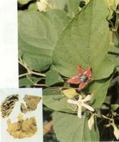plante et racine de la fleur de gloire feuille