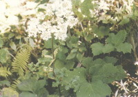 flowering plant of Heracleum hemsleyanum Diels. with small white flowers