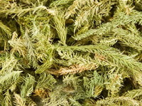 dried herb segments of Herba Lycopodii