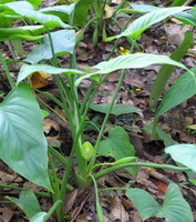 plants of Homalomena occulta Lour.Schott. grow in field with many green leaves