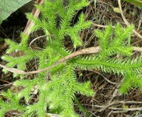 plants of Lycopodium japonicum Thunb. grow in field