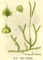 a colorful drawing of Lycopodium japonicum Thunb.