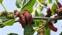 albero fruttifero di Morus alba L con frutti maturi di gelso rosso porpora