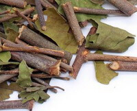 brownish branch segments and green leaf pieces of Mulberry Mistletoe
