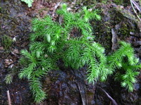 shrubs of Palhinhaea cernua L. Franco et Vasc grow in a field