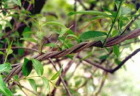 plants of Periploca sepium Bunge.,purple branches and leaves