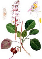 un disegno colorato di Pyrola calliantha H. Andres., radice, foglie verdi e viola, spighe rosse e fiori bianchi.