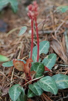 Piante fiorite di Pyrola calliantha H. Andres. con foglie verdi e spighe di fiori rossi crescono in un campo