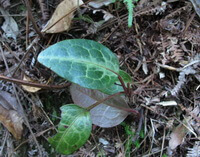 un piccolo arbusto di Pyrola calliantha H. Andres. cresce nei boschi