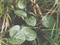 arbusti di Pyrola decorata H. Andres. crescono nell erba