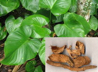 dried rhizome and green leaves of Homalomenae