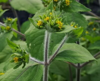 flowering plants of Siegesbeckia glabrescens Makino with many leaves and small yellow flowers