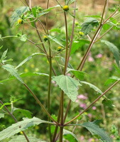 flowering plants of Siegesbeckia orientalis L. with small flowers and stems