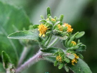 flowering plant of Siegesbeckia pubescens Makino with small yellow flowers